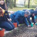Crocus bulb planting in Wyndham Park
