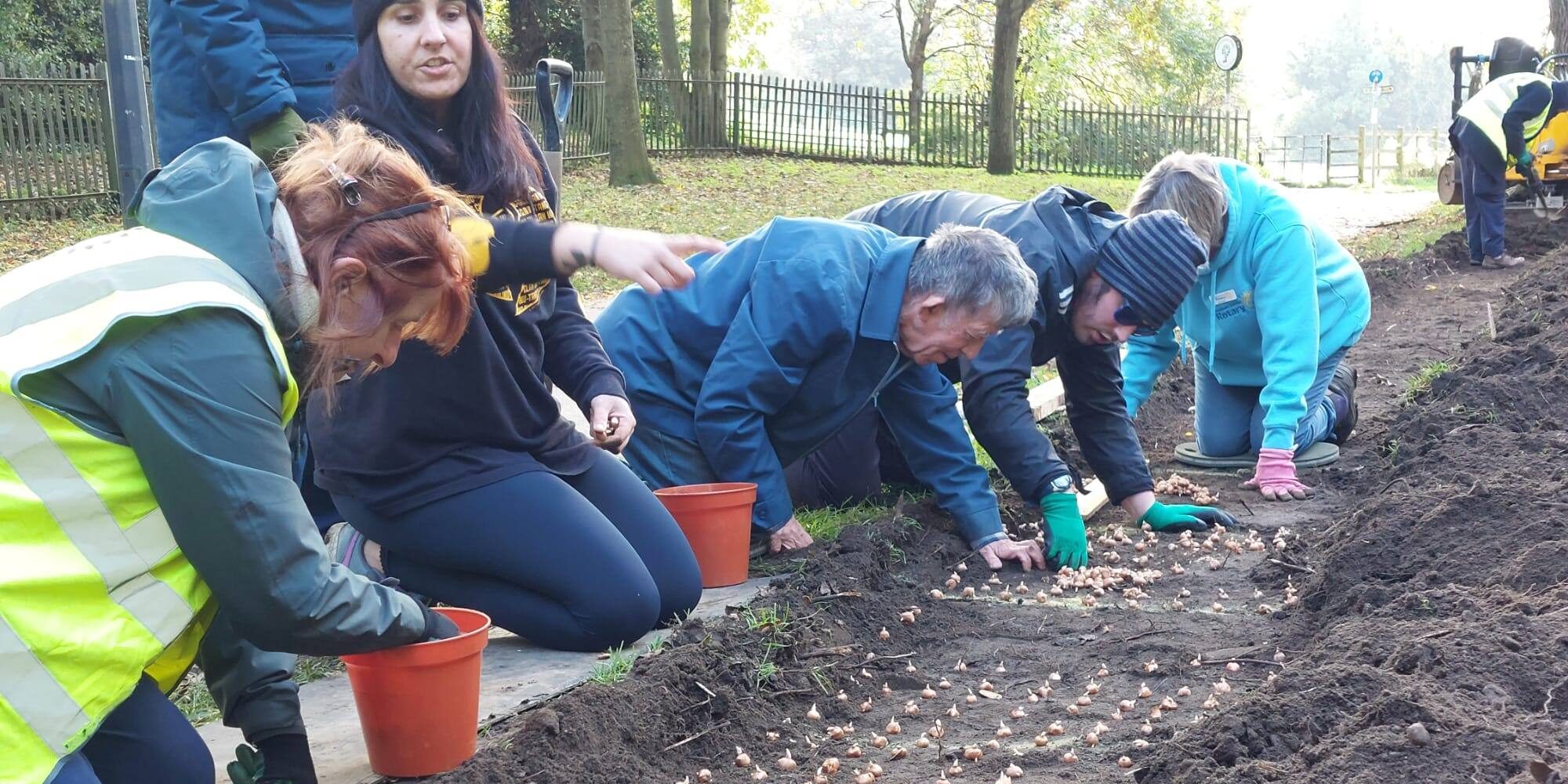 Crocus bulb planting in Wyndham Park