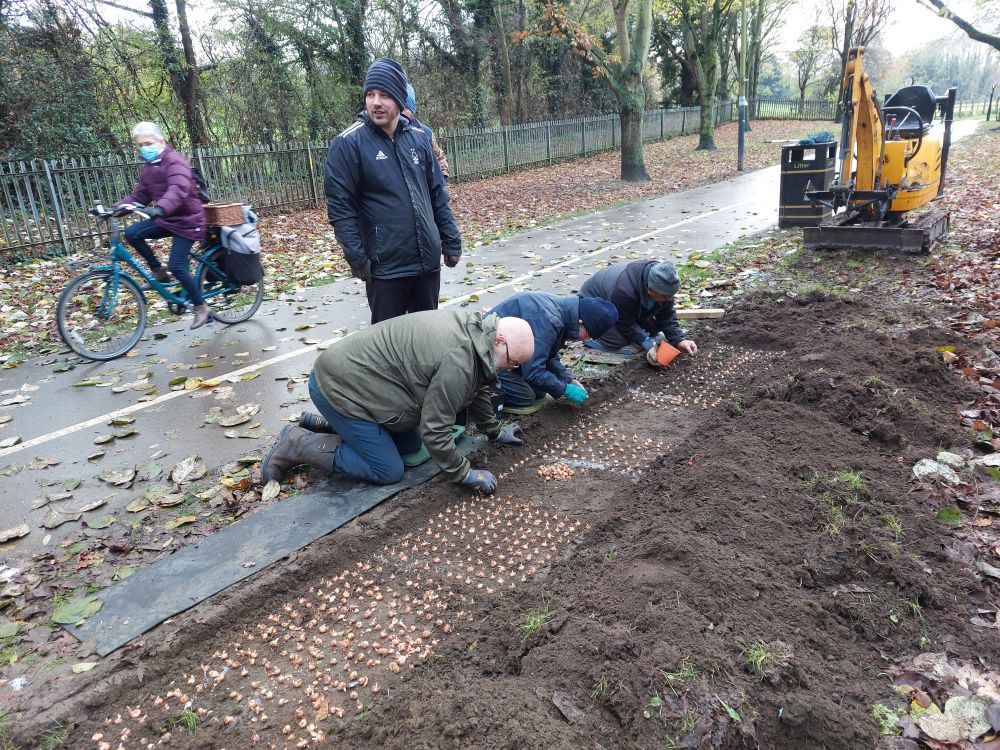 Crocus Bulb Planting at Wyndham Park