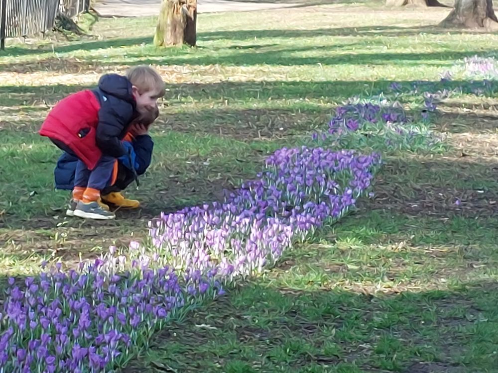 Crocuses in Bloom